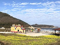 　&#22338;里天后宮前廣場油菜花盛開，熱情迎接新春大批遊客到訪。（圖／文：陳鵬雄）