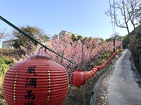 　北竿又多一條櫻木花道，芹壁半山五家村至龍角峰五位靈公廟旁櫻花盛開。（圖／文：陳鵬雄）