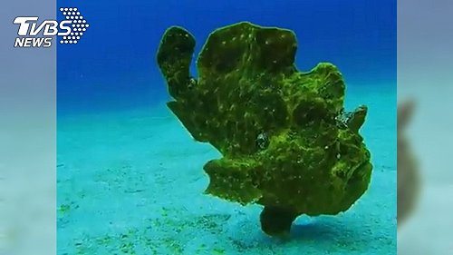 綠島海底漫步的五腳虎。(圖:TVBS新聞網)