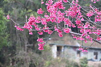 　全村一起來熱鬧！（圖與文：張登傑、陳樂團）
