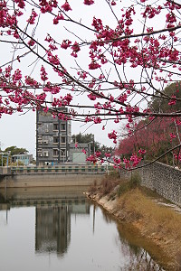 　全村一起來熱鬧！（圖與文：張登傑、陳樂團）