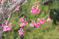 　全村一起來熱鬧！（圖與文：張登傑、陳樂團）