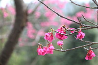 　全村一起來熱鬧！（圖與文：張登傑、陳樂團）
