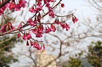 　全村一起來熱鬧！（圖與文：張登傑、陳樂團）