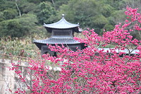 　全村一起來熱鬧！（圖與文：張登傑、陳樂團）