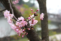 　全村一起來熱鬧！（圖與文：張登傑、陳樂團）