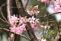 　全村一起來熱鬧！（圖與文：張登傑、陳樂團）