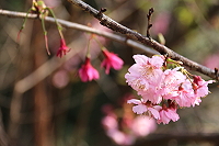 　全村一起來熱鬧！（圖與文：張登傑、陳樂團）