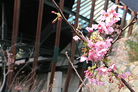 　全村一起來熱鬧！（圖與文：張登傑、陳樂團）