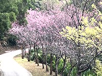 　馬祖各島的櫻花季進入尾聲，唯獨北竿橋仔懷恩道場櫻木花道「大器晚成」，近日天氣回暖後終於等到櫻花盛開，數十株櫻花滿開爭艷，為山林帶來不一樣的景觀。（圖／文：陳鵬雄）