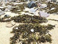 　藍眼淚前哨部隊銅藻近日大量出現北竿塘后澳，預估半個月至1個月之內進入正季。（圖／文：陳鵬雄）