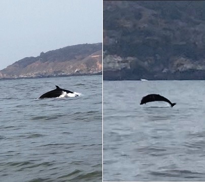 大坵、獅嶼海域5日上午出現整群露脊鼠海豚過境,橋仔王健雄拍到海豚躍起珍貴畫面。(圖:王健雄提供)