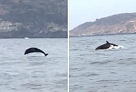 　橋仔釣友3日在大坵及獅嶼海面目擊至少有20頭以上海豚，場面壯觀令人驚艷。（圖：王健雄）