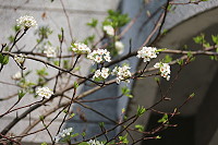 　全村一起來熱鬧！（圖與文：張登傑、陳樂團）