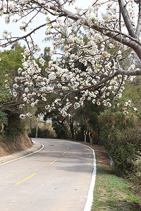 　全村一起來熱鬧！（圖與文：張登傑、陳樂團）