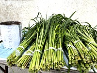 　桑葉未出　牧草先行。（圖與文：陳鵬雄）