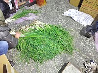 季節限定野生麥蔥季開鑼,達人都有自己的秘密基地,採拔的麥蔥是又粗又長。(圖/文:陳鵬雄)