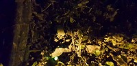 莒光黃緣雌光螢現蹤,為馬祖雌光螢季節揭幕!(圖/文:宋幸儒、陳善澔)