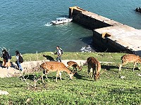 　2021年大坵生態之旅3月26日開航，南北竿天天有船可搭。（圖：本報資料室）