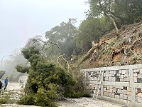 　懷道樓下方邊坡上一巨大相思樹移除，解決道路安全一大隱憂。（圖／文：陳鵬雄）