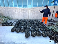    邊境防疫滴水不漏，海巡查獲馬祖首宗櫻桃寶石簾蛤走私。（圖：馬祖岸巡隊）