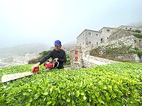 　芹壁南邊山入口意象展開植栽修剪，工作人員像理頭髮一樣小心翼翼修枝。（圖／文：陳鵬雄）
