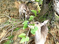 　目不轉睛。（圖與文：陳鵬雄）
