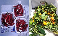 衛福局公布110年3月份市售蔬果等食品抽驗結果,其中2件蔬果(辣椒、金桔)檢驗出殘留農藥超標,已令攤商將違規產品下架不得販售。(圖:連江縣衛福局)
