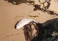 馬祖發現死亡露脊鼠海豚,自今年起至4月22日已11隻。(圖:產發處)