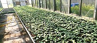 　產發處苗圃協助農會培育西瓜苗有成。（圖：連江縣政府產發處）