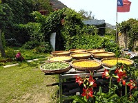4至6月金銀花採收季,曬乾後是馬祖人夏天必喝的保健青草茶。(圖/開心農場,文/陳鵬雄)