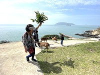 　在大坵島體驗餵食梅花鹿時要保持安全距離，若感受到威脅時就舉手投降。（圖／文：陳鵬雄）