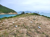 台北鳥會陸續於4月中旬至5月初前往北竿鐵尖島進行棲地維護整理作業,提供適合燕鷗休憩和繁殖場所。(圖:產發處)