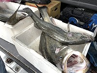 　季尾鱸魚越來越大尾，一市斤200元左右。（圖／文：陳鵬雄）
