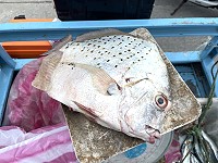 　北竿漁民捕獲馬祖海域罕見的斑點雞籠鯧，一斤300元售出。（圖／文：陳鵬雄）