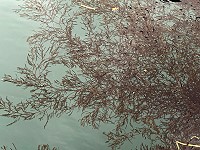 　地區海面常見的銅藻經研究證實具抑制脂肪功能，日本科學家著手開發成健康食品。（圖／文：陳鵬雄）
