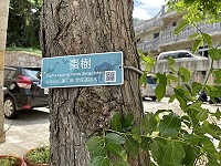 　橋仔小澳百年棗樹正式公告列為連江縣受保護樹木。（圖／文：陳鵬雄）
