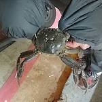 縣府產發處準備進行地區絨螯蟹研究,圖為清水村辦公室最近發現一隻應是日本絨螯蟹。(圖:縣府產發處)