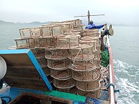 產發處及海巡隊進行違法章魚籠突襲掃蕩作業,5月26日、28日、29日共計起獲546具違法章魚籠。(圖:產發處)