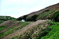 隨著端午節腳步近,東引山野的芒花已經全面盛開,美麗又壯觀。(圖/文:陳其敏)