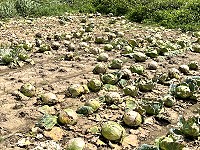 　疫情影響銷量，&#22338;里農民高麗菜生產過剩只能任其腐敗在田裡。（圖／文：陳鵬雄）