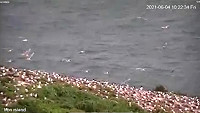 北竿鐵尖島燕鷗來了,即時監視器從高登島拍到數百隻燕鷗。(圖/產發處)