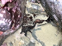 海兔　圖與文：宋幸儒