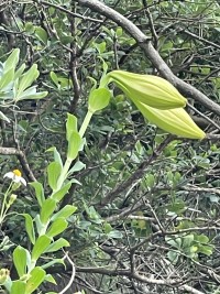 　含苞待放。（圖與文：陳鵬雄）