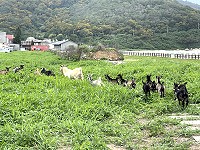 　放風吃草。（圖與文：陳鵬雄）