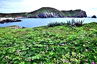夏季來臨,馬祖各島濱海地區及陽光充足的開闊地可觀賞到濱刀豆開花的自然之美。(圖/文:陳其敏)