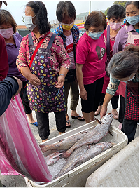 北竿漁民刺網捕獲鮸魚都很大隻,平均9至10斤,1尾賣到1800元以上。(圖:馬祖日報)