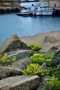 燦爛金黃色的石板菜,甚為可愛討喜。(圖/文:陳其敏)