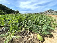 　&#22338;里農地西瓜開始結果，預估再半個多月後陸續開始採收。（圖／文：陳鵬雄）