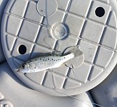 釣鯷魚時可能釣獲七星鱸魚幼苗,產發處提醒釣友要記得隨手放生。(圖/網友提供)
